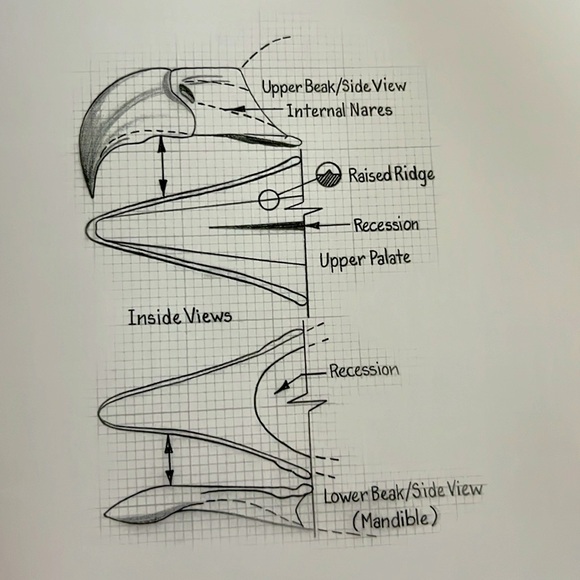 The Illustrated Bald Eagle by Denny Rogers Softcover Book EXC - Picture 10 of 16